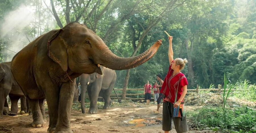 From Chiang Mai: Kerchor Eco Elephant Park Tour - Arriving at Kerchor Eco Elephant Park