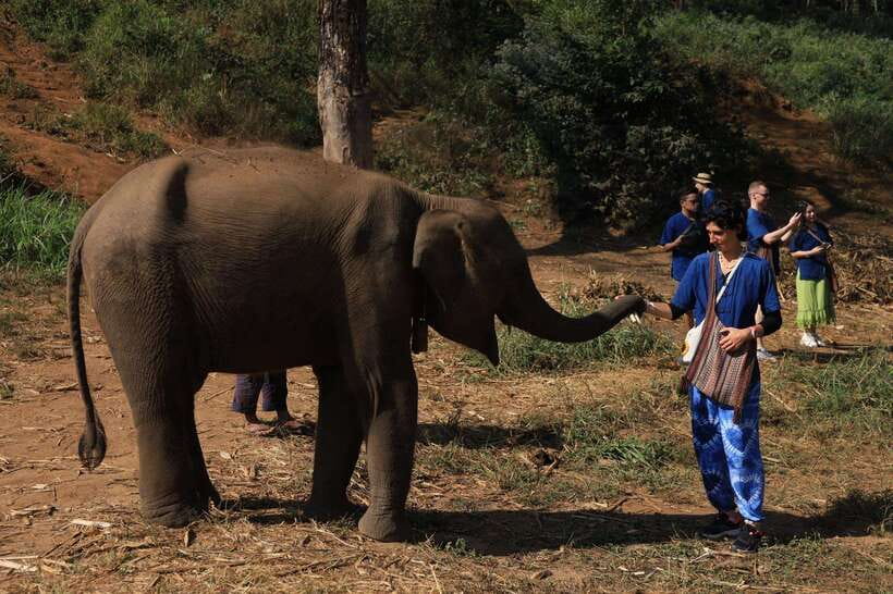 From Chiang Mai: Living Green Elephant Sanctuary Tour - Why this sanctuary feels different