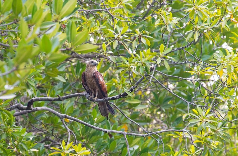 From Ko Lanta: Mangrove Eco-Excursion by Longtail Boat - Practical details that affect your decision