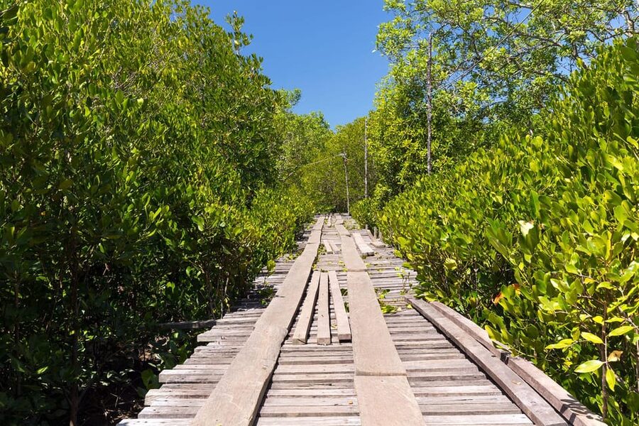 From Ko Lanta: Mangrove Eco-Excursion by Longtail Boat - Monkey Point and the chance to spot wildlife