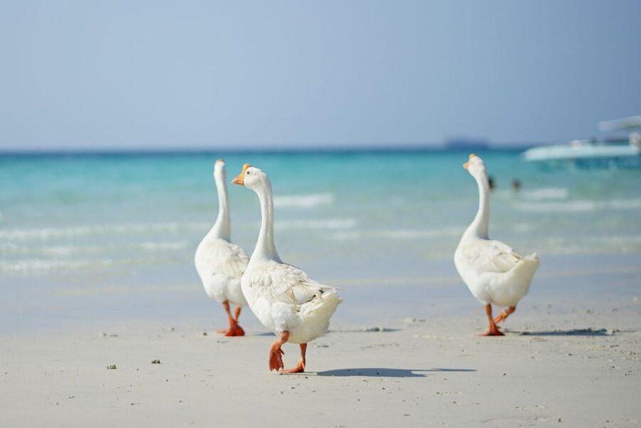 From Pattaya/Bangkok: Island Day Trip with Beach Activities - Hotel pickup and the road to Pattaya