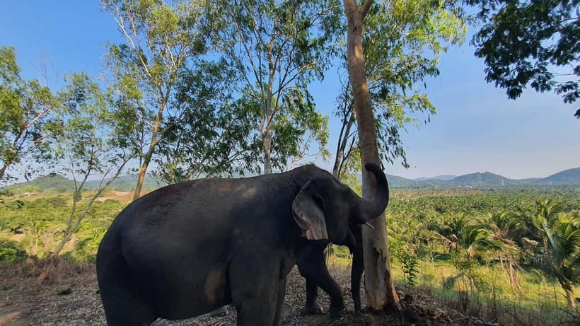 From Pattaya: Living Green Elephant Sanctuary Day Trip - Meeting Elephants on Their Own Terms