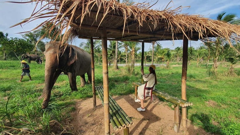 From Pattaya: Living Green Elephant Sanctuary Day Trip - What the 6 to 7 Hour Outing Really Includes