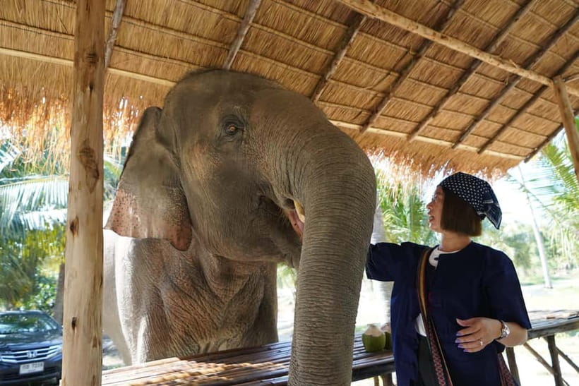 From Pattaya: Living Green Elephant Sanctuary Day Trip - Feeding the Elephants and Reading Their Personalities