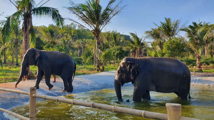 From Pattaya: Living Green Elephant Sanctuary Day Trip - Pad Thai, Watermelon, and a Useful Break