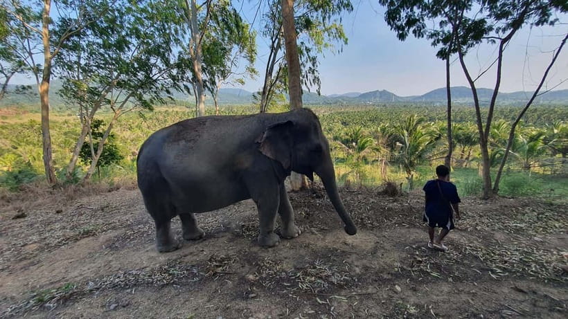 From Pattaya: Living Green Elephant Sanctuary Day Trip - How Ethical Is This Elephant Visit?
