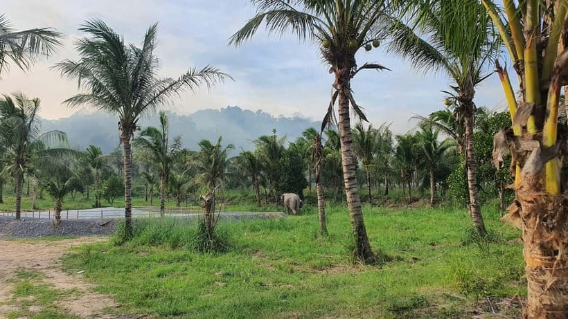 From Pattaya: Living Green Elephant Sanctuary Day Trip - Is $57 Good Value From Pattaya?