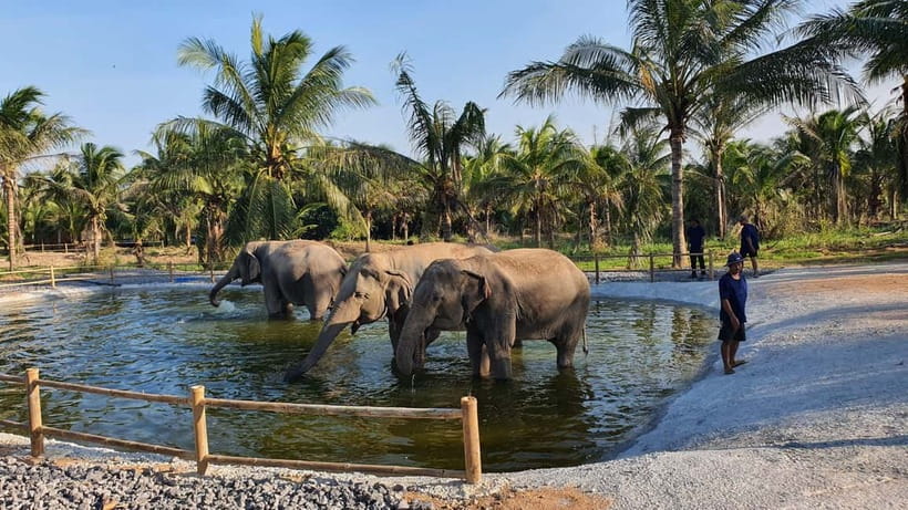 From Pattaya: Living Green Elephant Sanctuary Day Trip - Who Will Enjoy This Most?