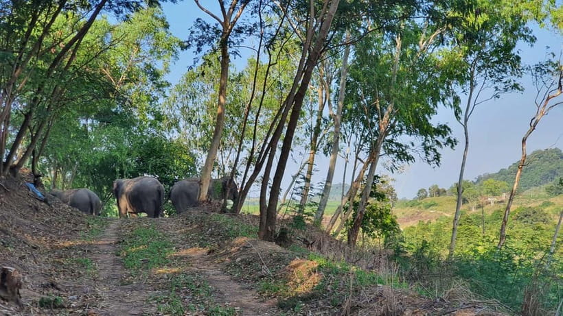 From Pattaya: Living Green Elephant Sanctuary Day Trip - Changing Clothes and Getting the Ground Rules