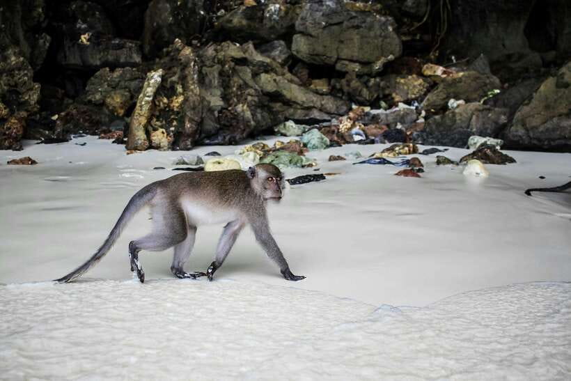 From Phi Phi: Full Day 7 Island Tour by Longtail with Sunset - Monkey Beach and Viking Cave: quick sights with strong views