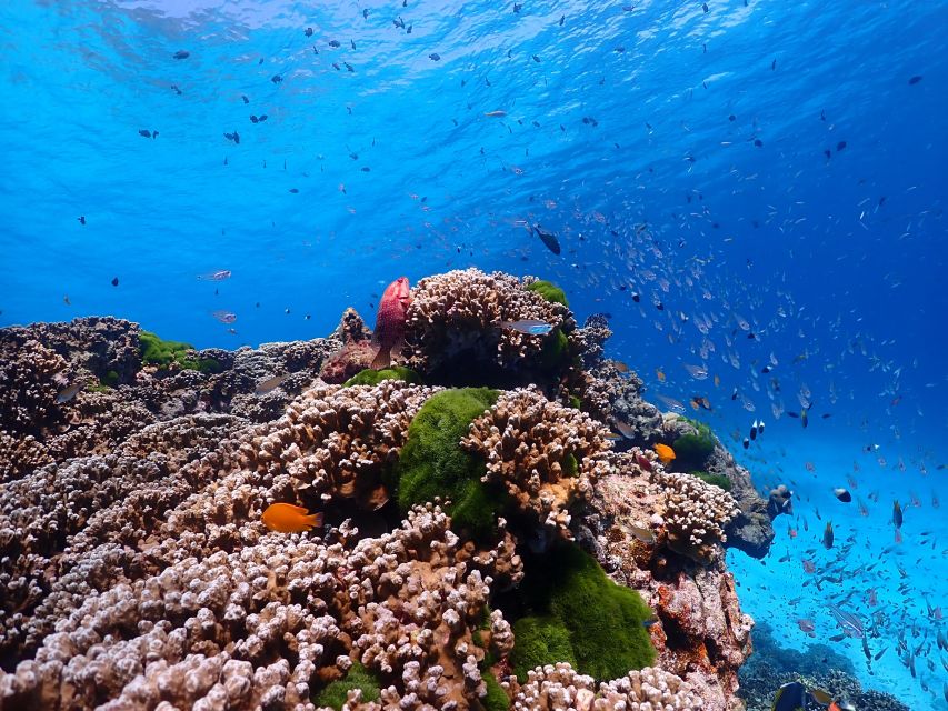 From Phi Phi: Full Day Snorkeling Trip by Longtail Boat - Pi Leh Lagoon is the strongest swimming stop
