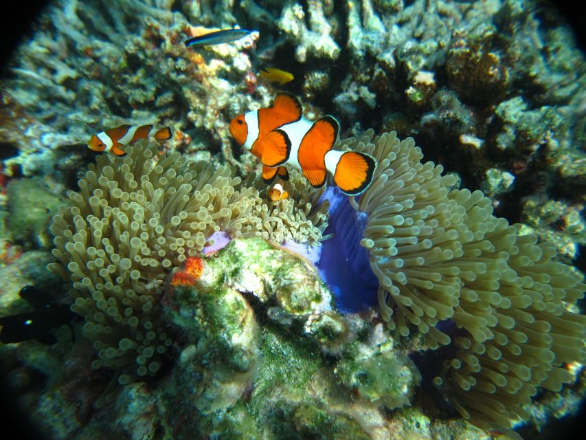 From Phi Phi: Full Day Snorkeling Trip by Longtail Boat - Lunch is practical, not a feast