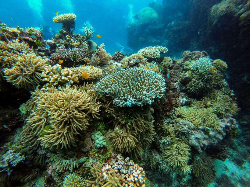 From Phi Phi: Half Day Longtail Boat Tour to Maya Bay - Value at $24, with a few extra costs