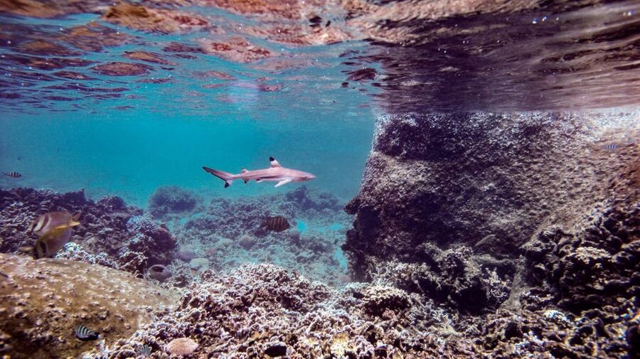 From Phi Phi: Sunrise Maya Bay, Pileh Lagoon Speedboat Tour - Shark Point is the main open-water swim