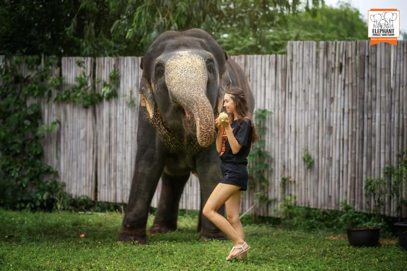 From Phuket: Elephant Jungle Sanctuary Feed and Shower Trip - Key things to know before booking