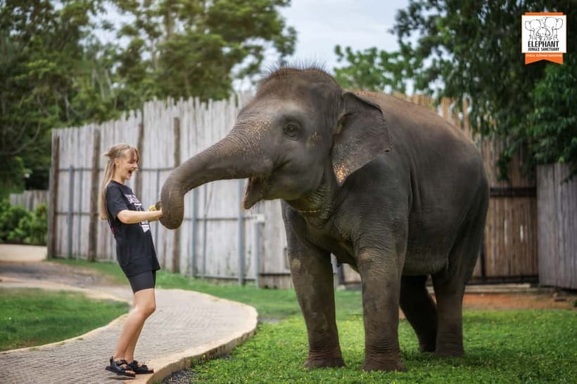From Phuket: Elephant Jungle Sanctuary Feed and Shower Trip - Showering elephants under simulated rain