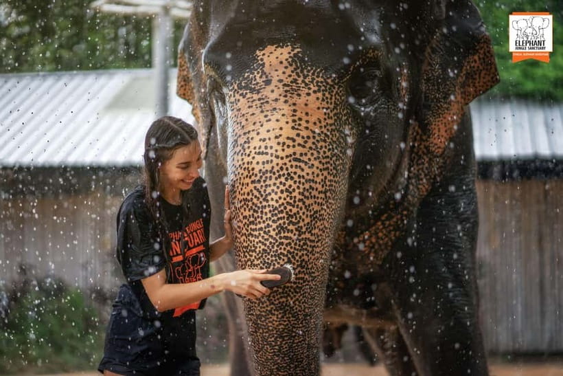 From Phuket: Elephant Jungle Sanctuary Feed and Shower Trip - Photos, drinks, and the practical extras