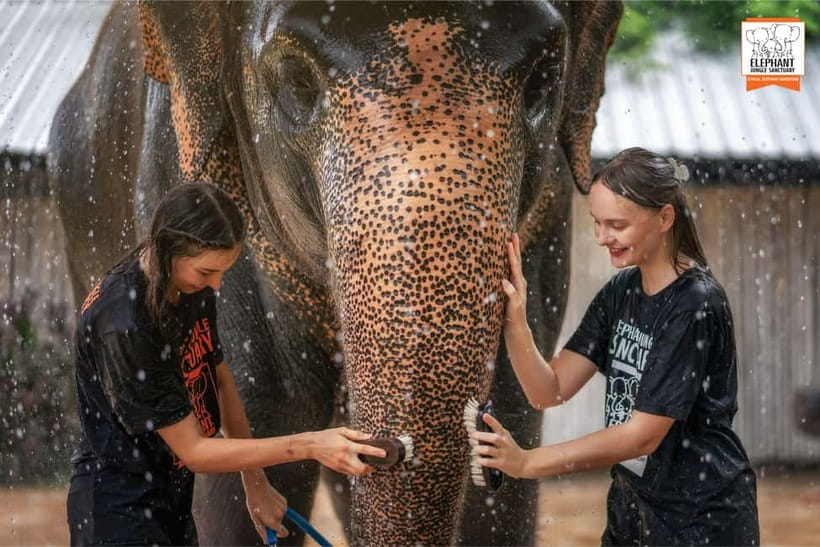 From Phuket: Elephant Jungle Sanctuary Feed and Shower Trip - The short lesson that makes the encounter safer