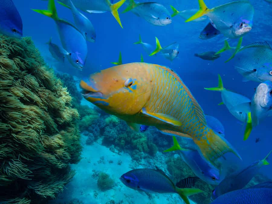 From Samui: Koh Tao and Nangyuan Snorkeling Tour Day Trip - Snorkeling around Koh Tao