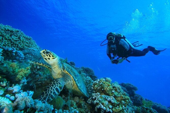 Full-Day Beginner Scuba Course with Private Tuition, Racha Yai - Racha Yai’s underwater sights
