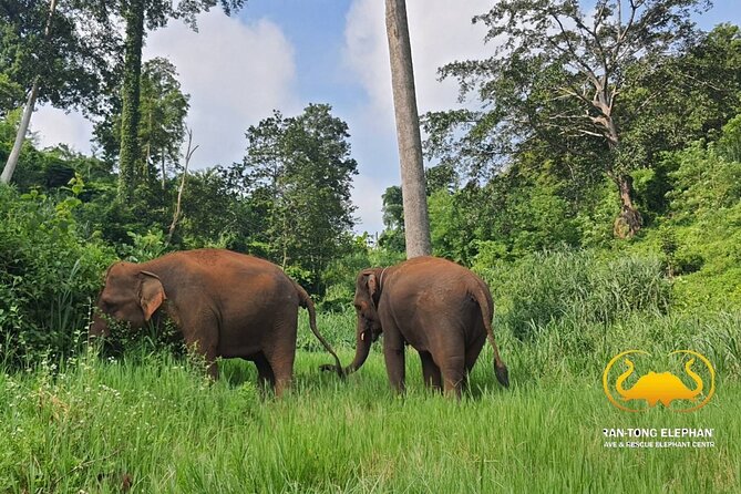 Full Day Experience at Ran-Tong Save & Rescue Elephant Centre - A full day with elephants, not a quick photo stop