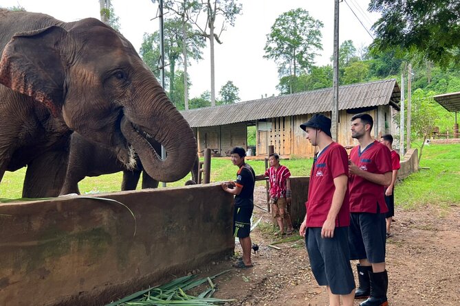 Full Day Experience at Ran-Tong Save & Rescue Elephant Centre - Elephant school: learning before feeding