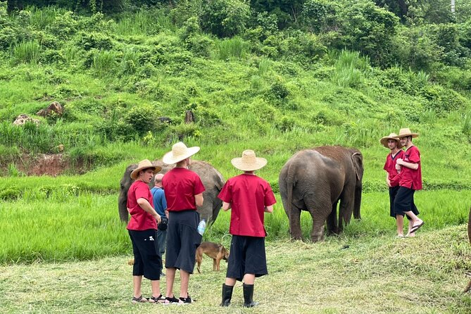 Full Day Experience at Ran-Tong Save & Rescue Elephant Centre - Thai lunch, fruit, and a useful midday pause