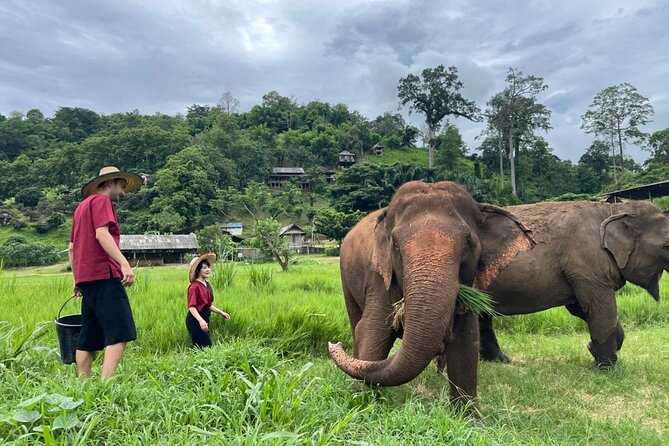 Full Day Experience at Ran-Tong Save & Rescue Elephant Centre - The drive from Chiang Mai to Mae Taeng