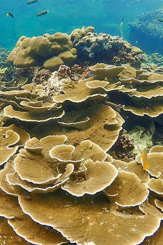 Full-Day Koh Lipe 5 points Snorkeling (East Zone) with Lunch - What makes this Koh Lipe boat trip worth considering