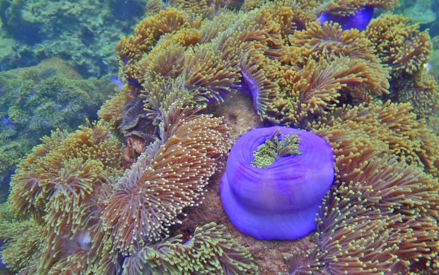 Full-Day Koh Lipe 5 points Snorkeling (East Zone) with Lunch - The longtail boat experience