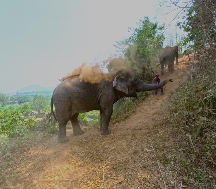 Full-day with CHIANGMAI ELEPHANT CARE and Sticky waterfall - A full day with elephants and water
