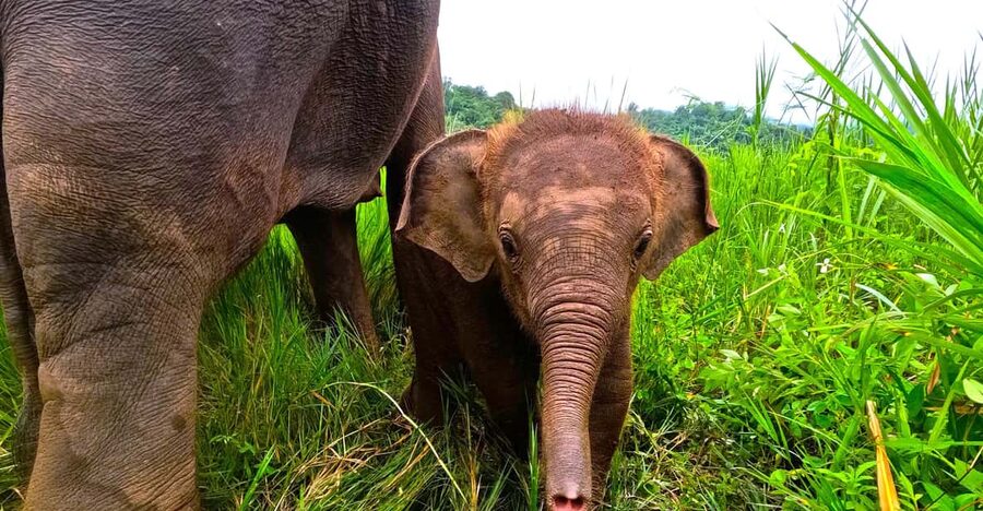 Full-day with CHIANGMAI ELEPHANT CARE and Sticky waterfall - The road to Mae Taeng