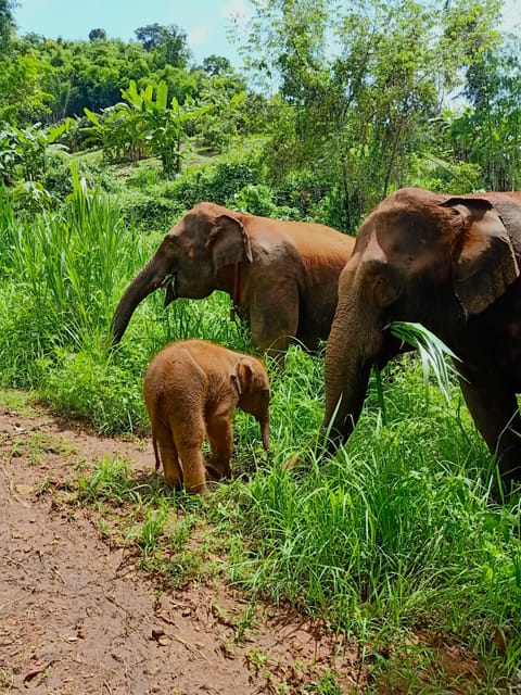 Full-day with CHIANGMAI ELEPHANT CARE and Sticky waterfall - Feeding, medicine balls, and elephant behavior