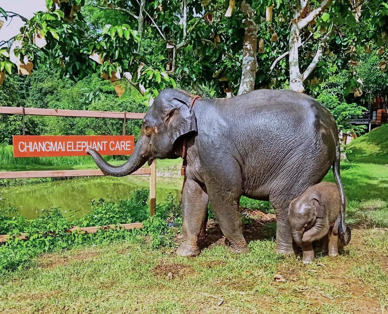 Full-day with CHIANGMAI ELEPHANT CARE and Sticky waterfall - Bathing elephants in the river