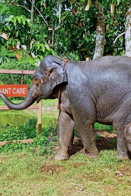 Full-day with CHIANGMAI ELEPHANT CARE and Sticky waterfall - Timing, comfort, and what to bring