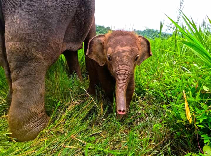 Full-day with CHIANGMAI ELEPHANT CARE and Sticky waterfall - Getting ready at Chiangmai Elephant Care