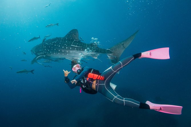 Fun Diving Packages (Certified Divers) - The 1pm afternoon trip