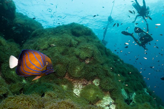 Fun Diving Packages (Certified Divers) - Choosing among Chumphon, Sail Rock, and the other sites