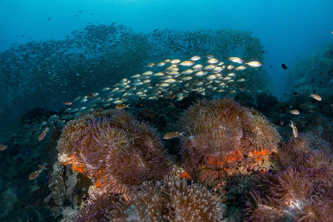 Fun Diving Packages (Certified Divers) - What the $71.71 price really covers