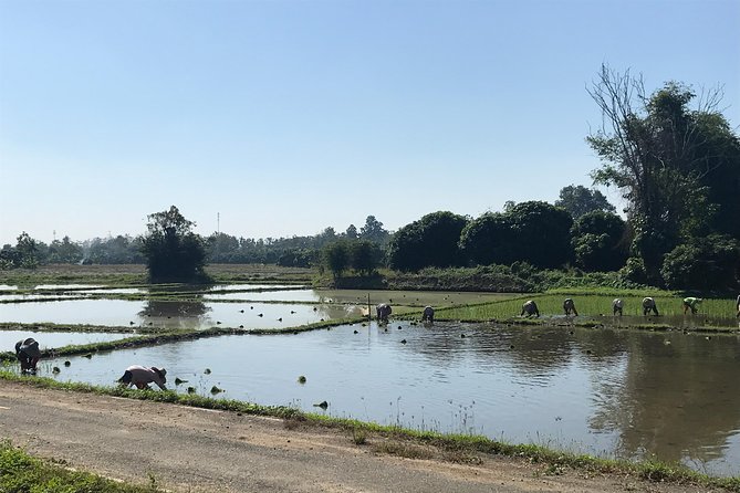 Half-day E-bike Countryside and rice paddies (flat land, GUIDED) - Group size, guide quality, and the overall pace