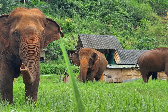 Half-Day Elephant Experience at Rantong - Key points to know before you book