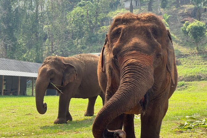 Half-Day Elephant Experience at Rantong - Meeting rescued elephants near Mae Taeng