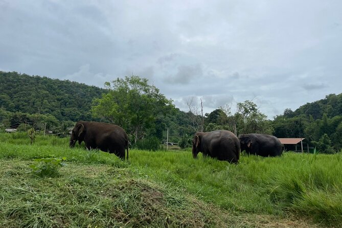 Half-Day Elephant Experience at Rantong - Making vitamins for older and vulnerable elephants
