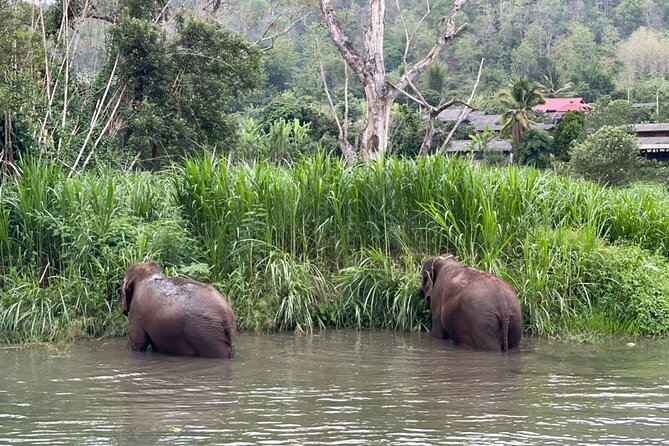 Half-Day Elephant Experience at Rantong - Walking and bathing are the wettest parts