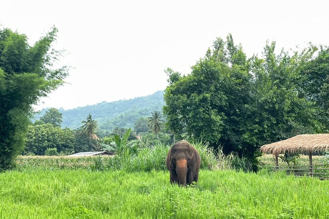Half-Day Elephant Experience at Rantong - Thai food closes the morning or afternoon