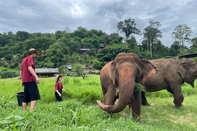 Half-Day Elephant Experience at Rantong - Elephant school comes before the close contact
