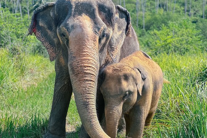 Half Day Elephant Home Sanctuary in Samui - Key points to know before booking