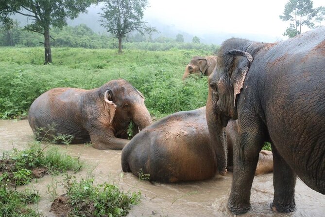 Half Day Elephant Home Sanctuary in Samui - Hotel pickup makes the half-day easy