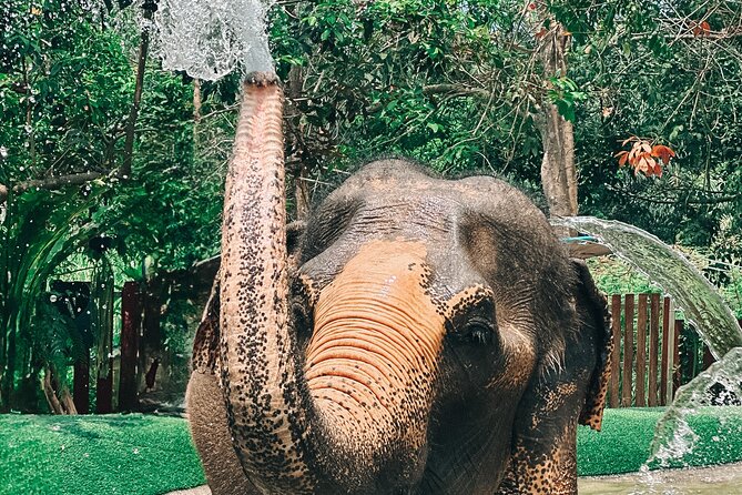 Half Day Elephant Home Sanctuary in Samui - Stories about individual elephants add meaning