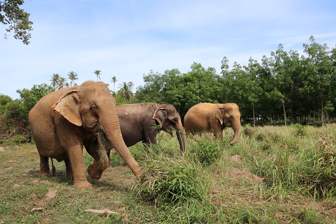 Half Day Elephant Home Sanctuary in Samui - Watch the elephants choose their own pace